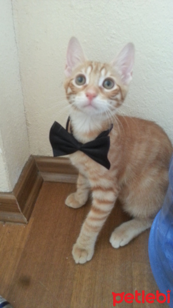 Sarman, Kedi  Berlin fotoğrafı