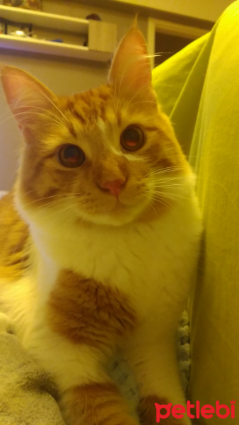 Sarman, Kedi  Gibson fotoğrafı