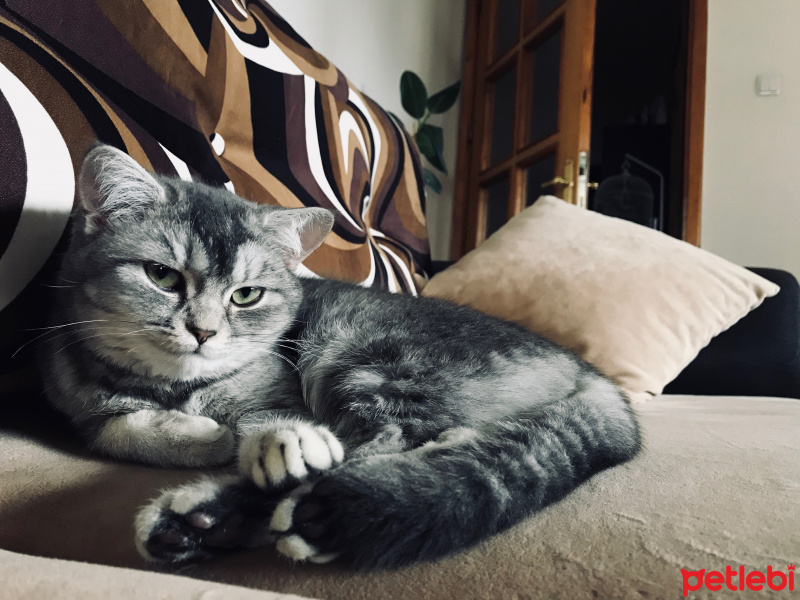 British Shorthair, Kedi  Şila fotoğrafı