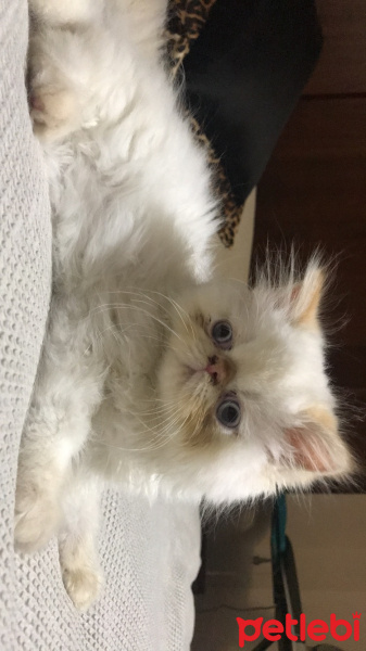 İran Kedisi (Persian), Kedi  Romeo fotoğrafı