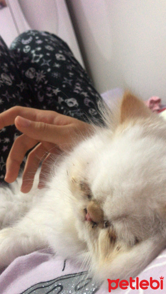 İran Kedisi (Persian), Kedi  Romeo fotoğrafı