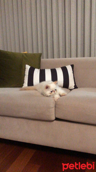 İran Kedisi (Persian), Kedi  Romeo fotoğrafı