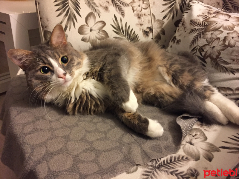 Norwegian Forest, Kedi  Duman fotoğrafı