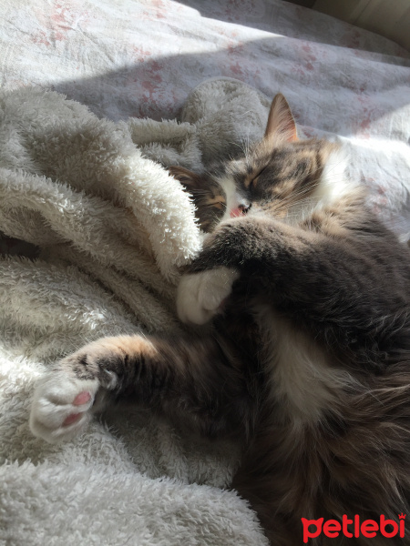 Norwegian Forest, Kedi  Duman fotoğrafı
