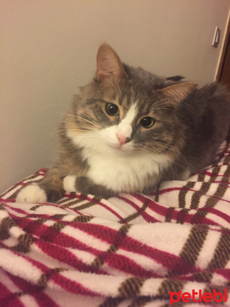 Norwegian Forest, Kedi  Duman fotoğrafı