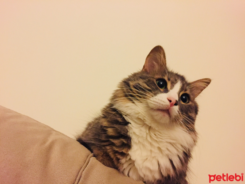 Norwegian Forest, Kedi  Duman fotoğrafı