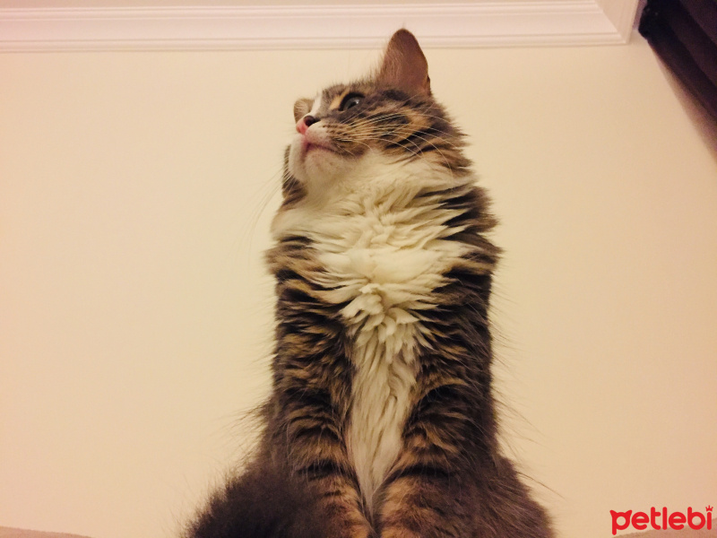 Norwegian Forest, Kedi  Duman fotoğrafı