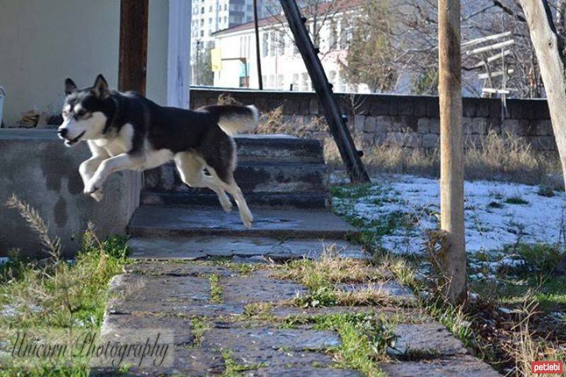 Sibirya Kurdu (Husky), Köpek  gümüş fotoğrafı