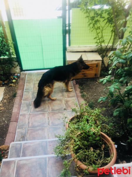 Alman Çoban Köpeği, Köpek  Zeyna fotoğrafı
