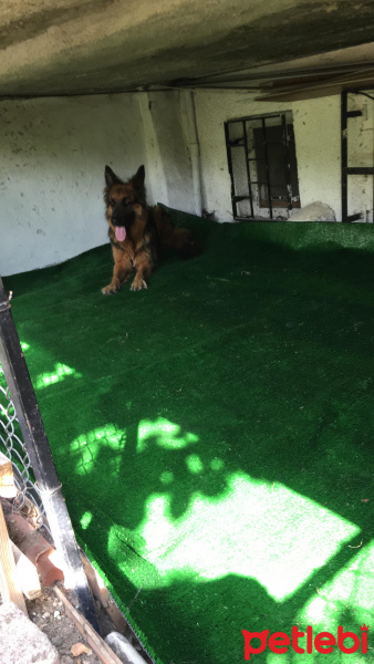Alman Çoban Köpeği, Köpek  Zeyna fotoğrafı