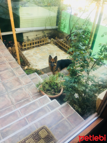 Alman Çoban Köpeği, Köpek  Zeyna fotoğrafı