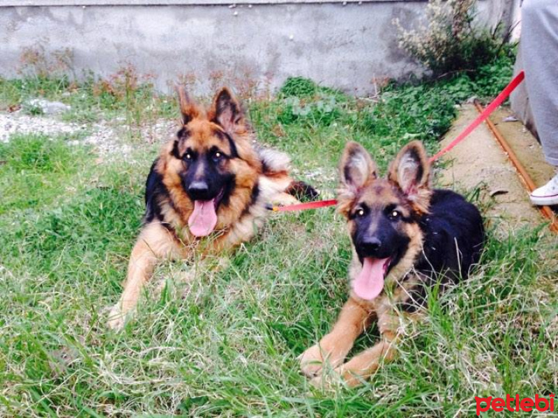 Alman Çoban Köpeği, Köpek  Zeyna fotoğrafı