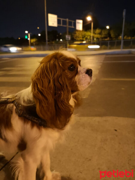 King Charles Spaniel, Köpek  Poker fotoğrafı