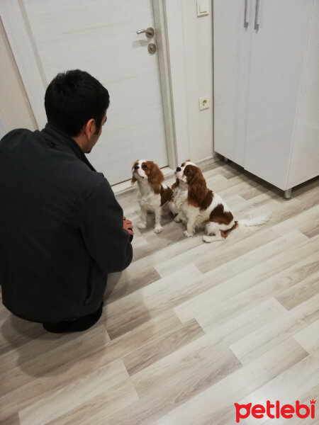 King Charles Spaniel, Köpek  Poker fotoğrafı