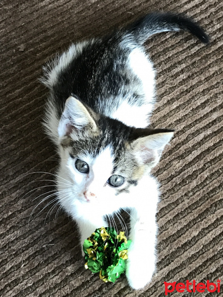 Tekir Kedi, Kedi  Biber fotoğrafı