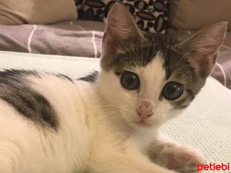 Tekir Kedi, Kedi  Biber fotoğrafı