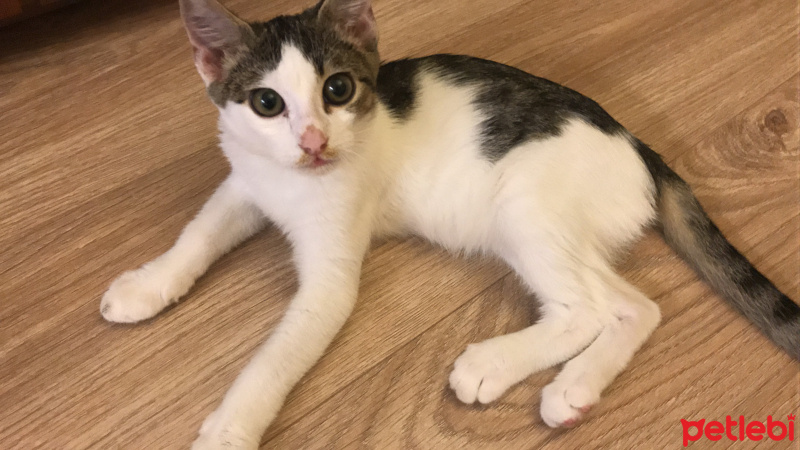Tekir Kedi, Kedi  Biber fotoğrafı