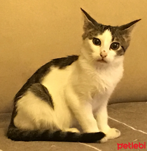 Tekir Kedi, Kedi  Biber fotoğrafı