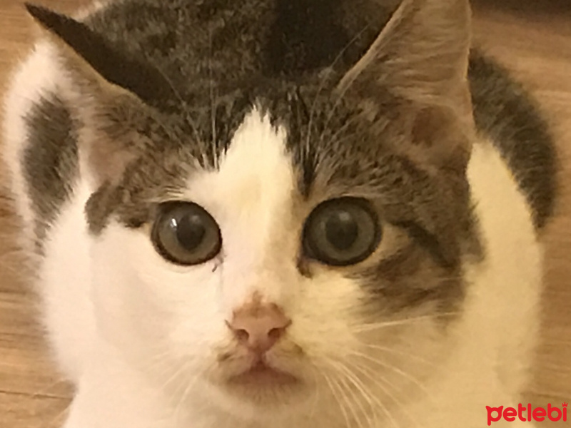 Tekir Kedi, Kedi  Biber fotoğrafı