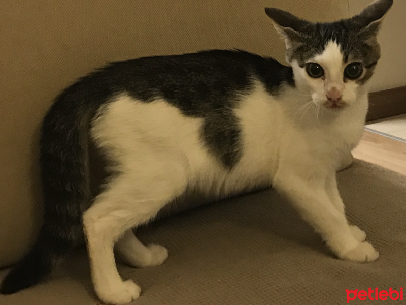 Tekir Kedi, Kedi  Biber fotoğrafı