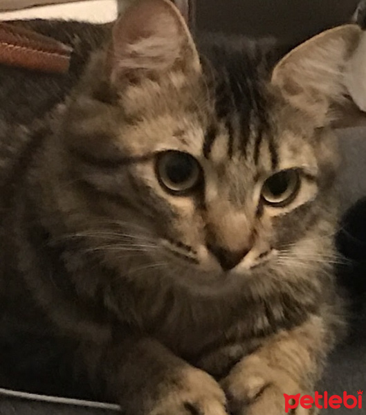 Tekir Kedi, Kedi  Kilcik fotoğrafı