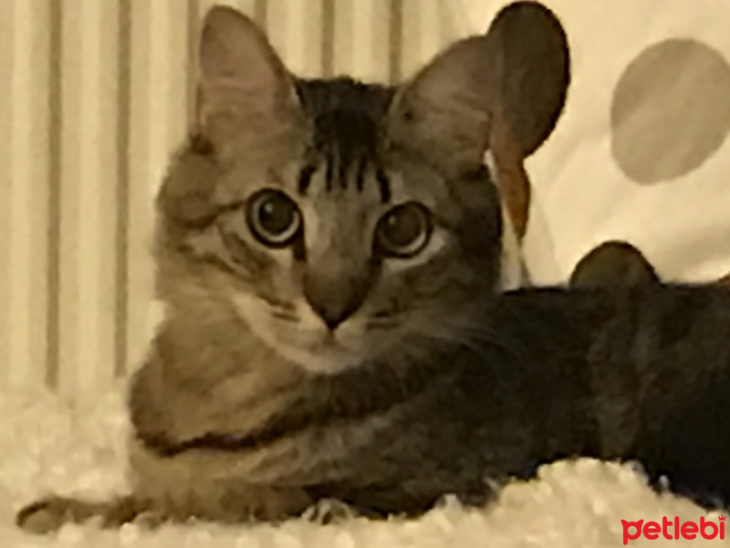Tekir Kedi, Kedi  Kilcik fotoğrafı