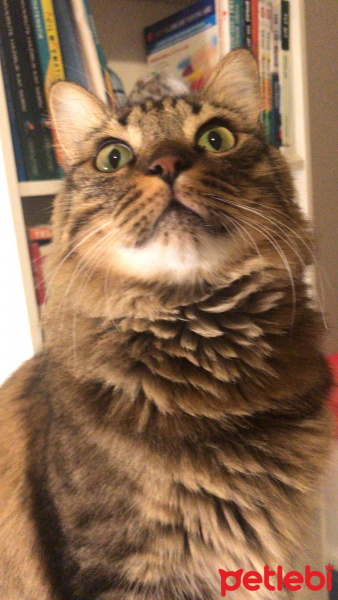 Tekir Kedi, Kedi  Kilcik fotoğrafı