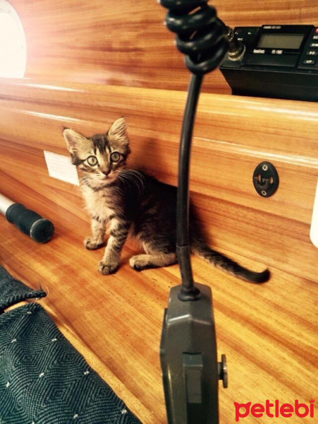 Tekir Kedi, Kedi  Kilcik fotoğrafı