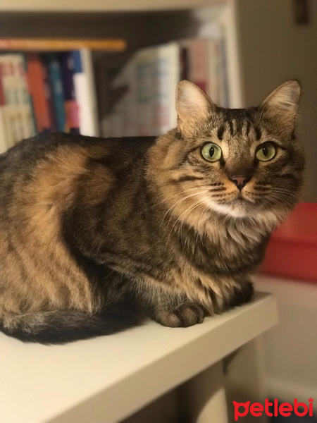Tekir Kedi, Kedi  Kilcik fotoğrafı
