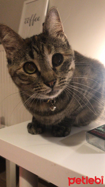 Tekir Kedi, Kedi  Uzüm fotoğrafı