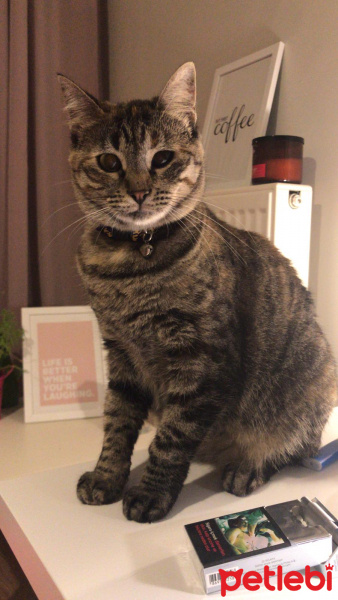 Tekir Kedi, Kedi  Uzüm fotoğrafı