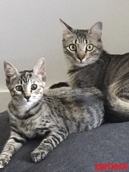Tekir Kedi, Kedi  Uzüm fotoğrafı