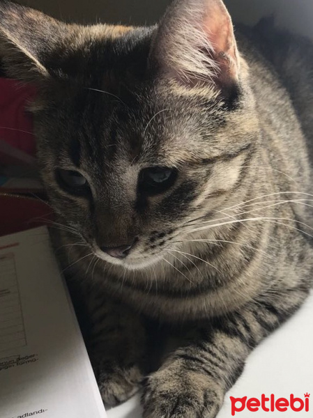 Tekir Kedi, Kedi  Uzüm fotoğrafı