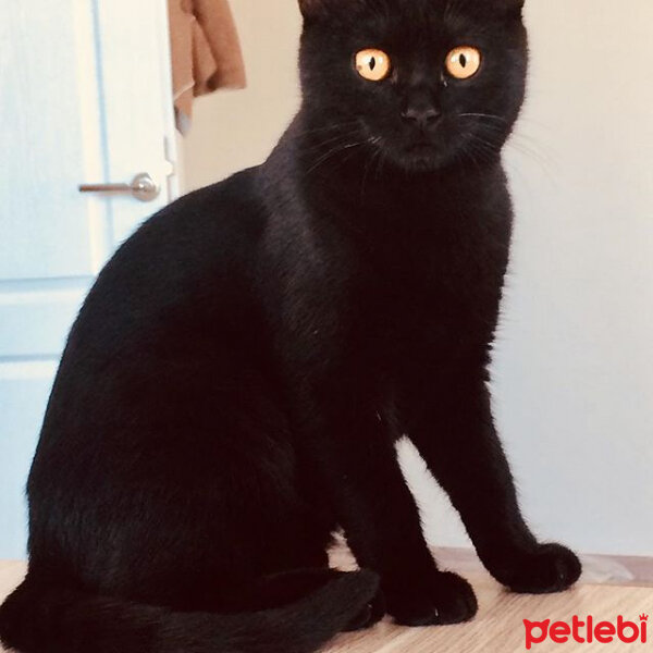 Tekir Kedi, Kedi  Calypso fotoğrafı