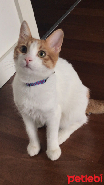Sarman, Kedi  Salep fotoğrafı