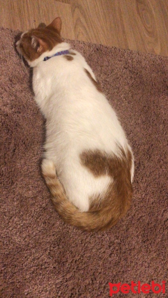 Sarman, Kedi  Salep fotoğrafı