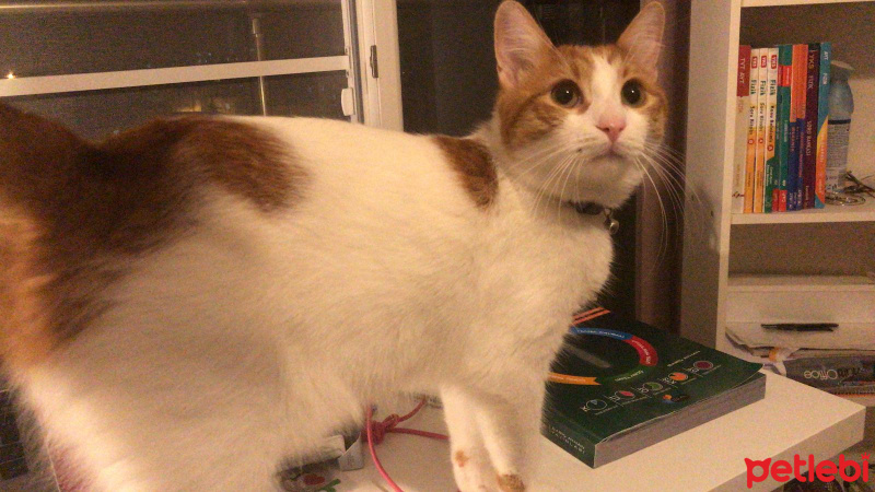 Sarman, Kedi  Salep fotoğrafı