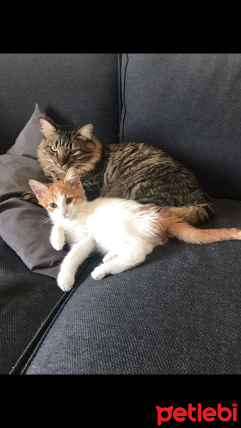 Sarman, Kedi  Salep fotoğrafı