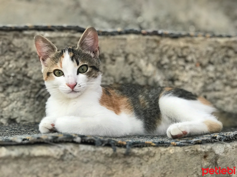 Tekir Kedi, Kedi  Minnoş fotoğrafı