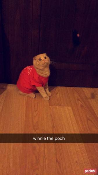 Scottish Fold, Kedi  Leo fotoğrafı
