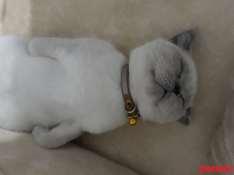 British Shorthair, Kedi  Çakıl fotoğrafı