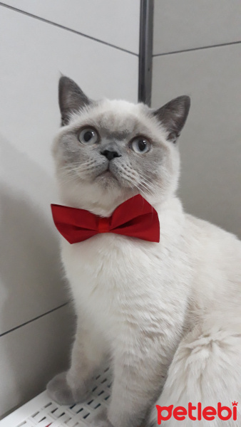 British Shorthair, Kedi  Çakıl fotoğrafı