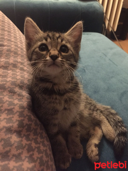 Tekir Kedi, Kedi  Dark fotoğrafı
