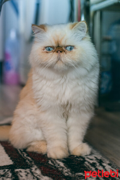 İran Kedisi (Persian), Kedi  Karamel fotoğrafı