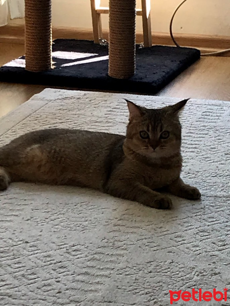 British Shorthair, Kedi  Pumpkin fotoğrafı