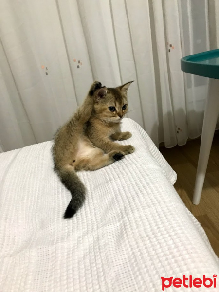 British Shorthair, Kedi  Pumpkin fotoğrafı