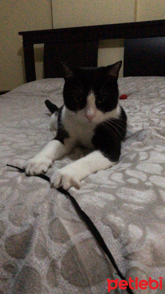 Tekir Kedi, Kedi  Ayaz fotoğrafı