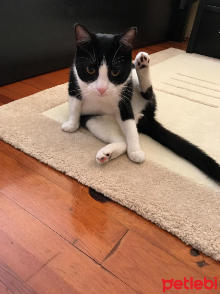 Tekir Kedi, Kedi  Ayaz fotoğrafı
