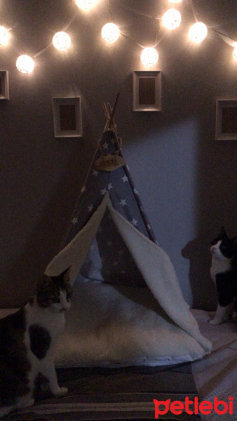 Tekir Kedi, Kedi  Ayaz fotoğrafı