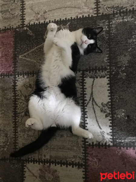 Tekir Kedi, Kedi  Ayaz fotoğrafı